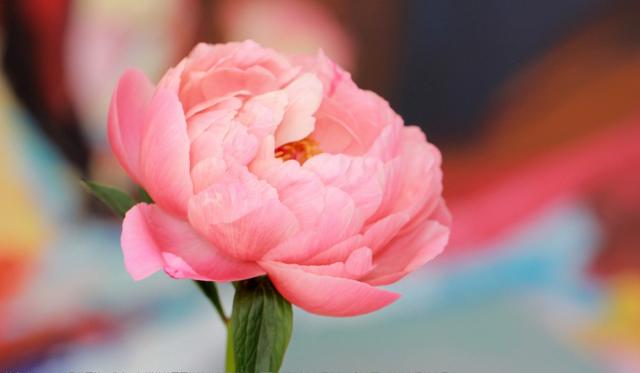 生肖|8月中旬，苦尽甜来，事业枯木发芽，4生肖生活红红火火，爱情开花