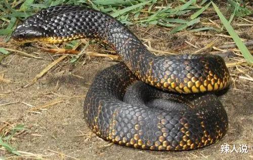 老虎|世界上十大毒蛇，眼镜王蛇响尾蛇上榜，你都见过哪些