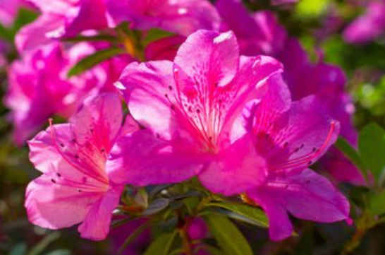 『』未来三个月，4属相吉星庇佑，事业顺风顺水，福临家门，万事如意