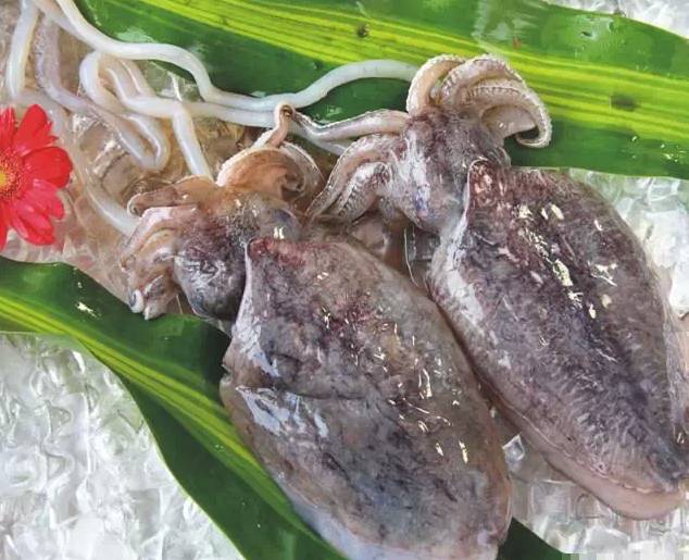 鱿鱼|开海了！这84种海鲜，你都认识吗？