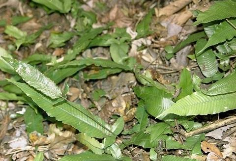 |这东西，是中药界“至宝”，蛇见了都“退步”，野外见到别错过！