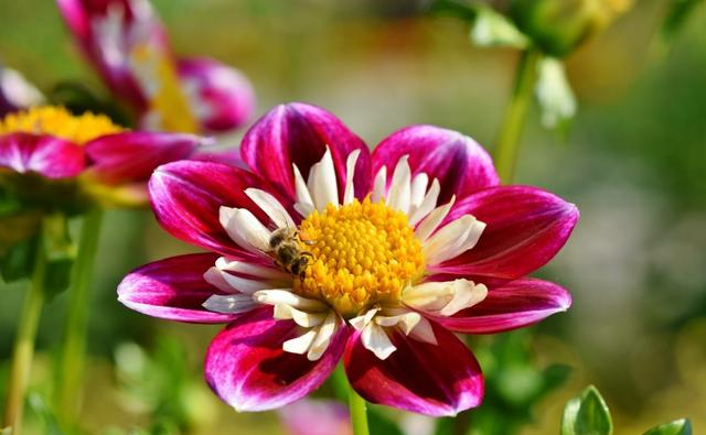 生肖|10月初，红鸾星波动，和真爱不期而遇，喜结良缘要脱单的四大生肖