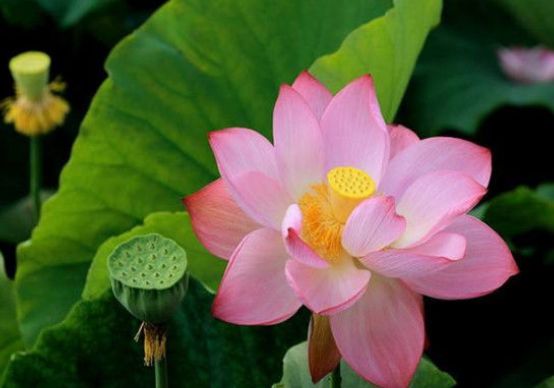 「属鸡」最会管钱的三种生肖女，钱交给她们管，丈夫可以放心