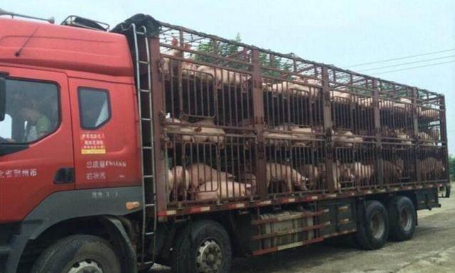 【生猪价格】5月17日猪价：局地暴涨近2元，猪价拐点来了，养猪户可以放心了？