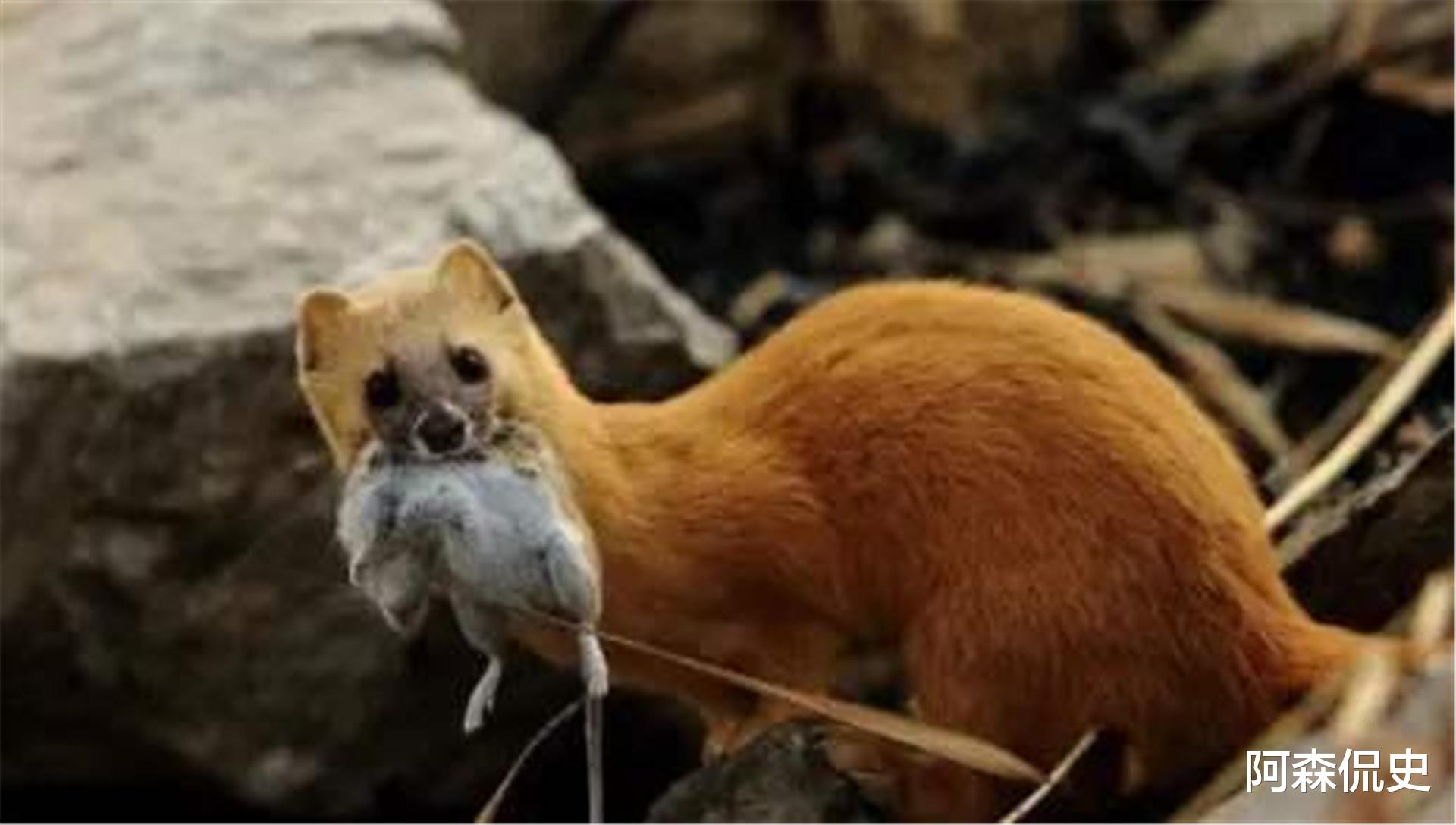 黄鼠狼|古人为何说黄鼠狼不能吃，真的是因为迷信？李时珍早已经给出答案