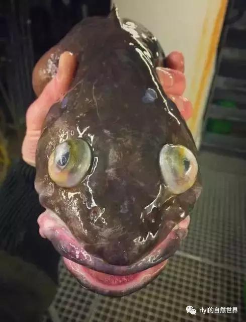 据说有些鱼的长相，全靠想象力！胆小的就不要点进去看了