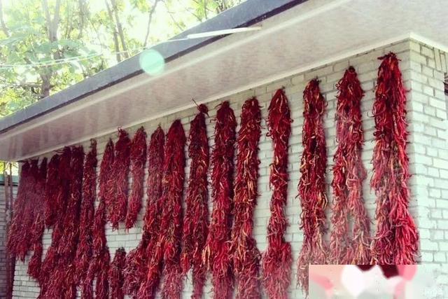 实拍：兴平渭水边，挂满红辣椒的庭院...