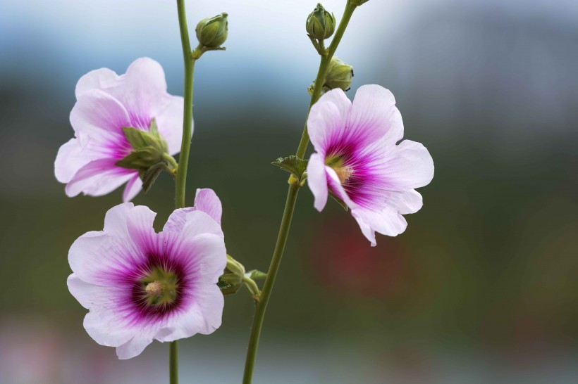 生肖▲下月开始，红鸾星动，前缘未了，和前任甜蜜牵手的四大生肖