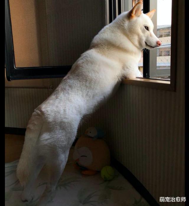 男子偶然救助了只秋田犬，它每天都趴窗边等主人下班，感动又幸福