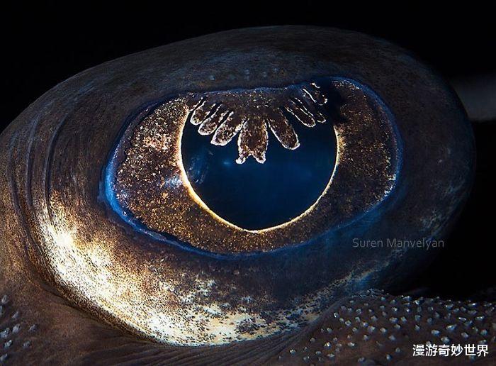 骆驼|28张你没见过的动物眼睛特写照，涨姿势了！