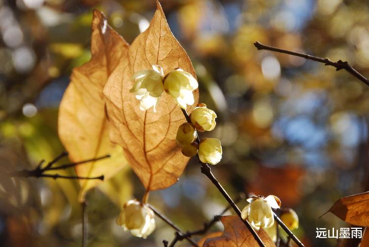 远山墨雨 阳光正好、花儿正开，去昆明黑龙潭公园 “龙泉探梅”，正当时