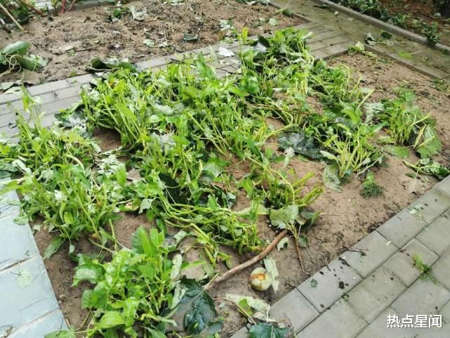 謝霆鋒的菜園子被冰雹砸塌，曬現場照，意外曝光和王菲的幸福生活-圖2