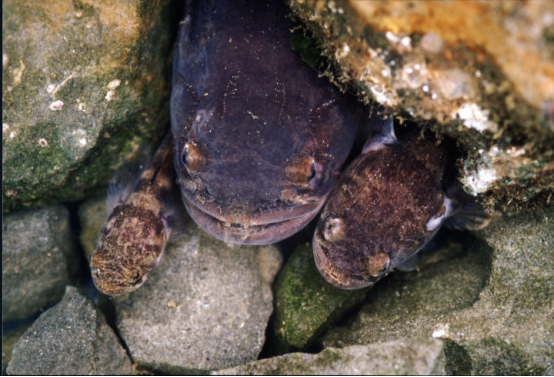 |三观尽毁！动物界里也有隔壁“好邻居”？雄性帮人养孩子却不知情