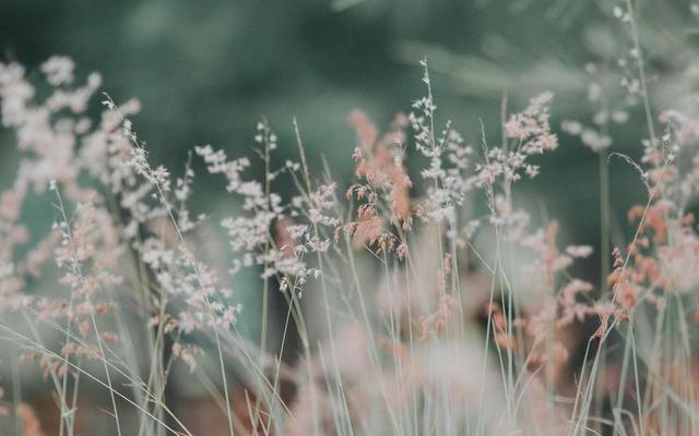 狮子|在9月份，这几个星座容易对爱情执着，来看看是谁