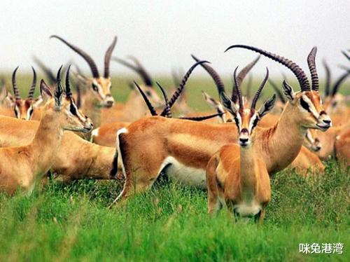 吉尼斯世界纪录|交配时长吉尼斯纪录保持者，至少21天，原来是这种动物！