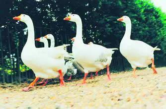 【】阅兵呢，能不能严肃的看完？！