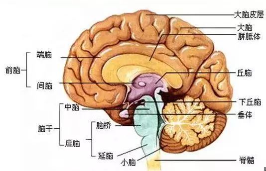 爱因斯坦|破解人类大脑谣言，大脑真的只开发了10%？男子突破极限变数学家