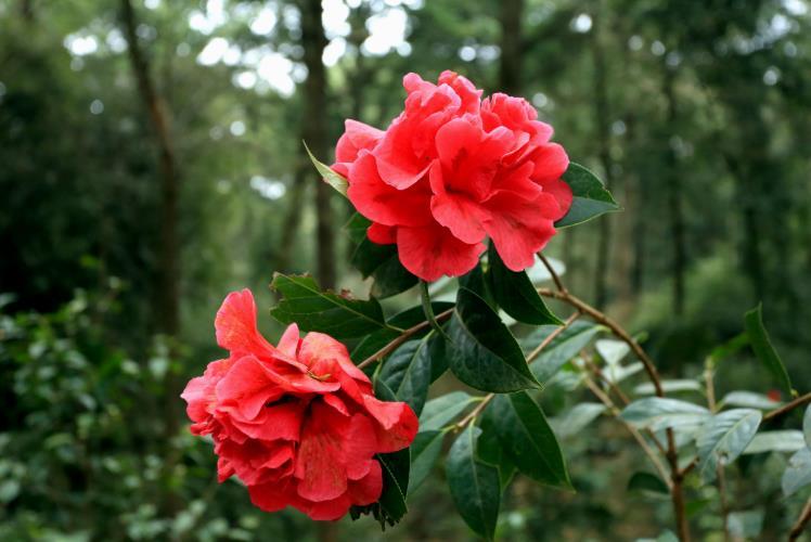 生肖:7月开始吉星庇佑,喜事多见,财运挡不住的生肖