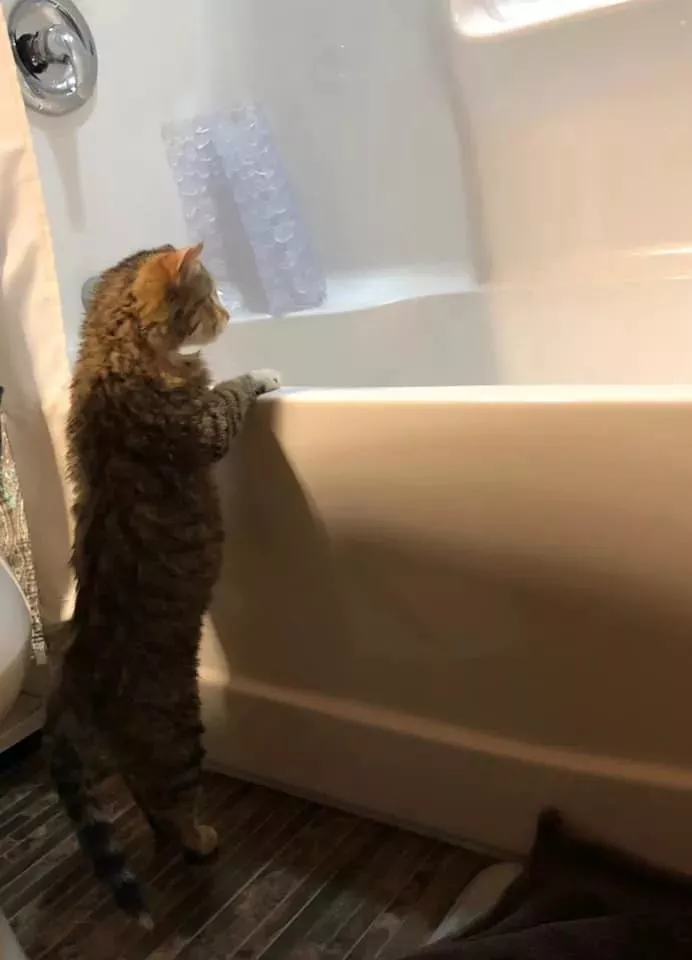 零下32度，流浪猫敲窗向消防员求救，结果...蛋蛋没了...