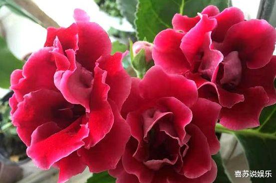 水瓶座■2周后，前任回头，依旧深爱，3星座执子之手，慢慢走到白头