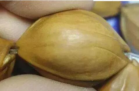 「橄榄核」曾经炒作到咋舌高价的正圆橄榄核光珠，现在还有人玩吗？