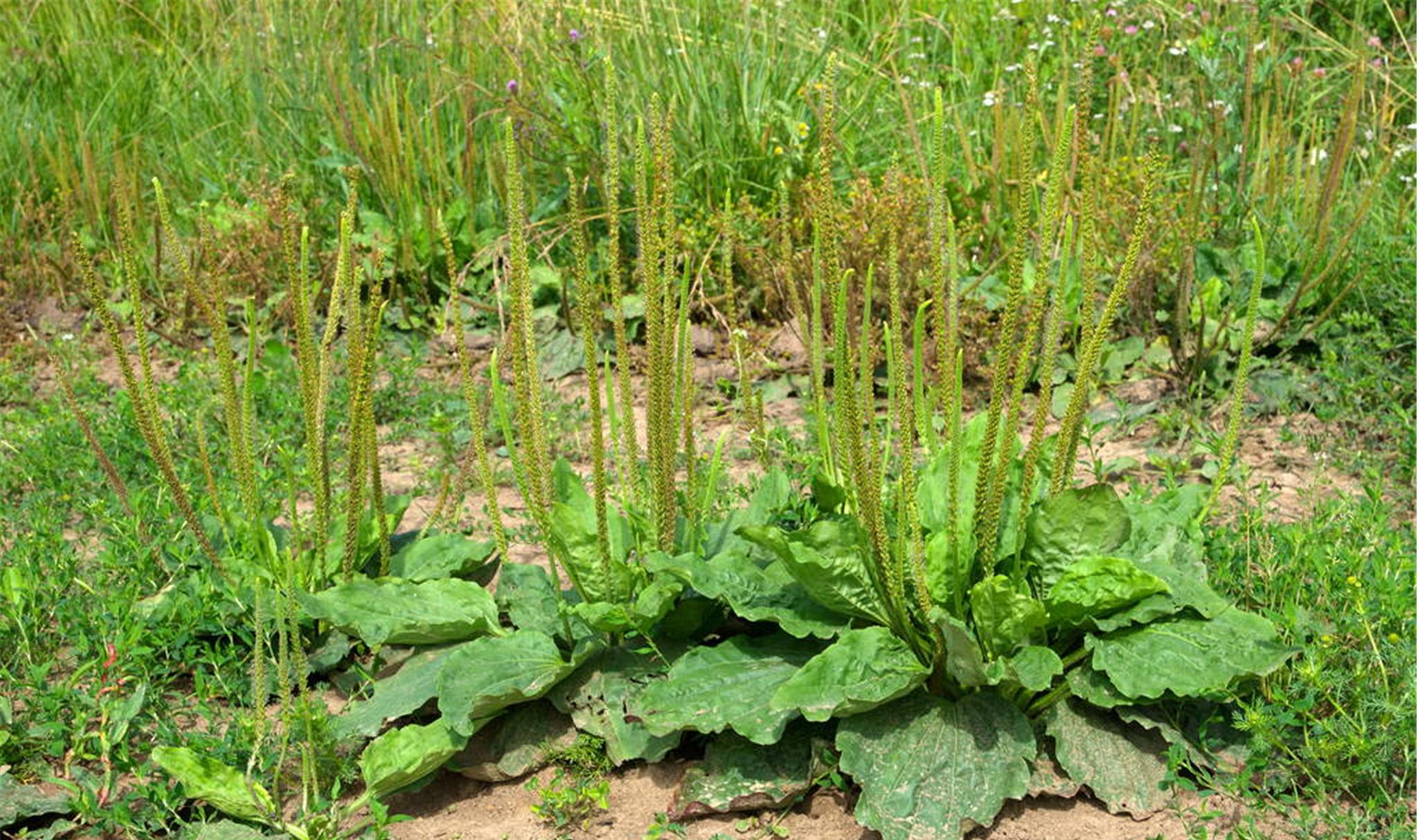 中草药▲它是治疗结石“特效药”，路边遍地却少有人识，网友：可惜了！