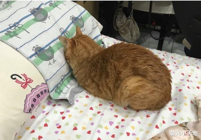 梦见毛毛虫爬满脸！妻子传他当晚睡觉的照片后秒解答原因