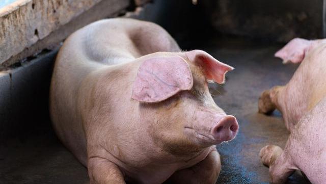 猪肉|猪价再现全线大跌,为何猪肉还卖30元,背后的推手是谁?