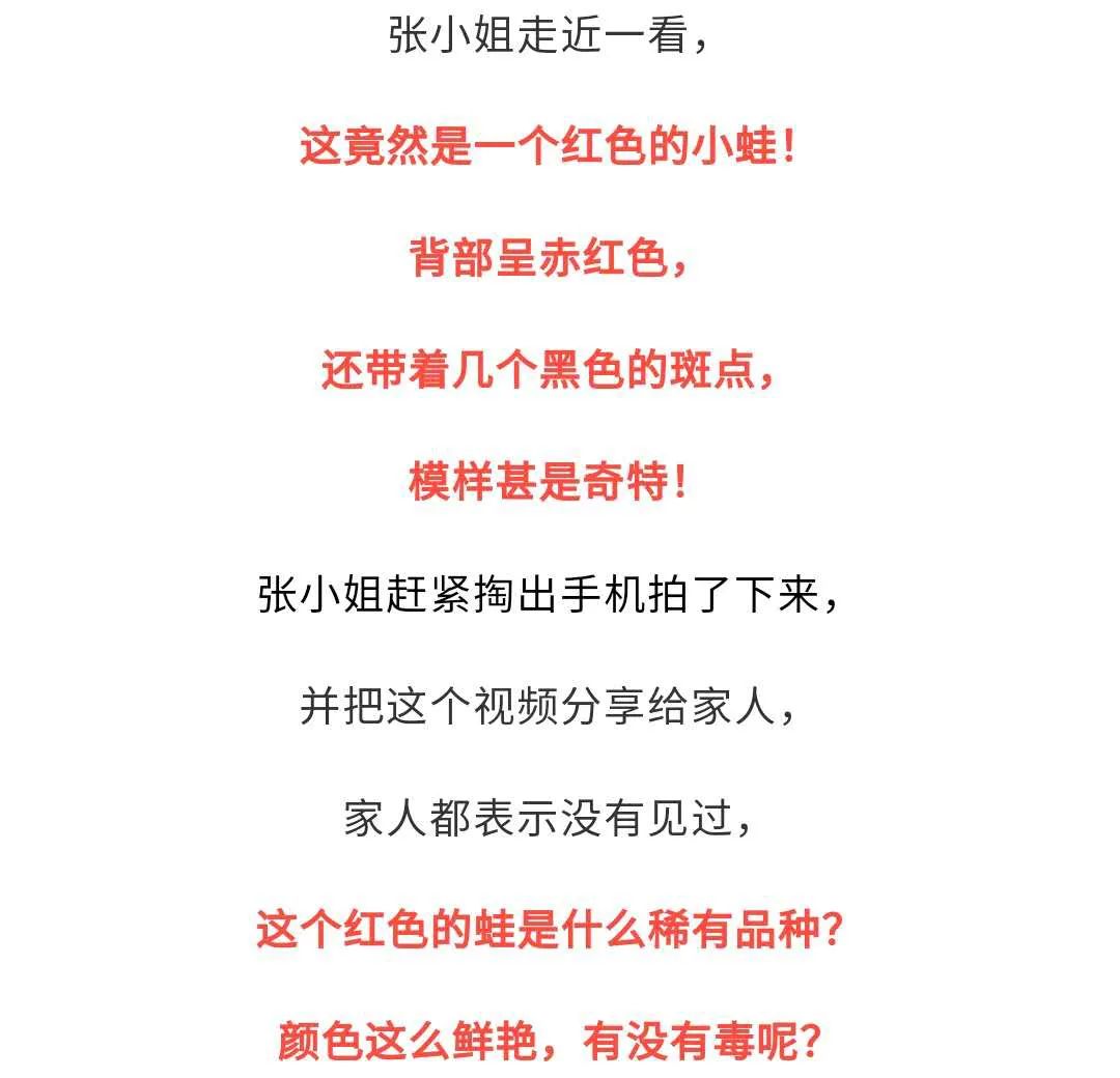 杭州日报|杭州发现“红色蛙”！全身赤红，还有斑点！一查不得了……