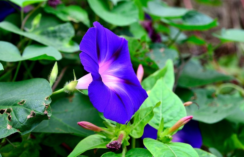 生肖▲6月份下旬，姻缘已断，不念前情，和前任再无瓜葛的四大生肖