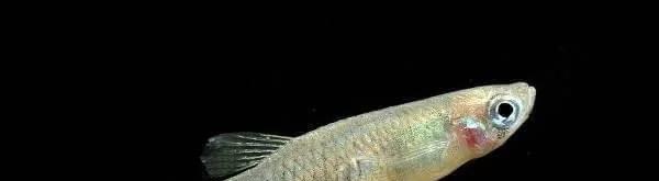 「」世界上寿命最短的几种动物，出生就在等到死亡，好可怜