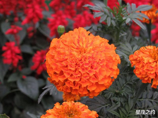 「处女座」在7月中旬，逆风而行，乘风破浪，毫不畏惧的三大星座