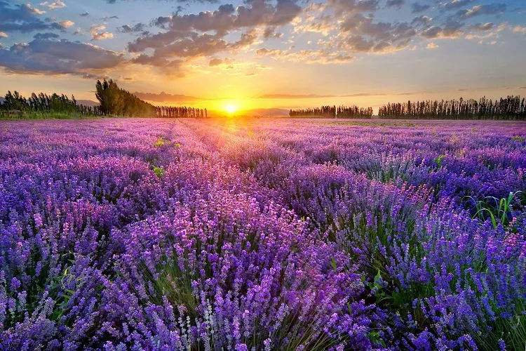 属龙|9月起，月老求得上上签，缘分桃花瞬间来临，收获爱情的四大生肖