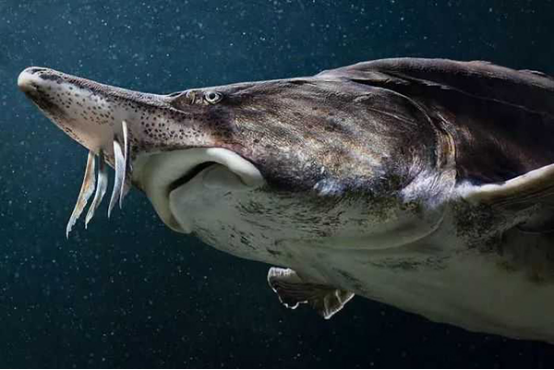 水底奥秘|世界上最大的淡水鱼是什么？不是哲罗鲑不是鳄雀鳝，而是欧鳇