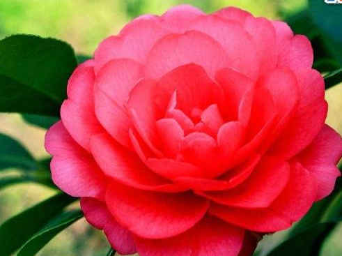 「金牛座」下个月运势上升，4属相大展宏图，富贵相伴，日子过得红红火火