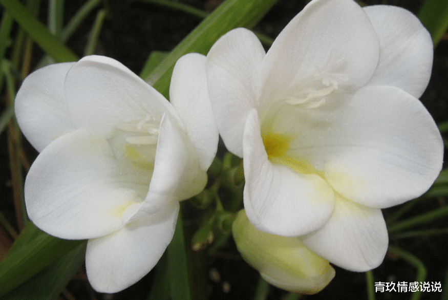 属鸡|有女人味的人，大多来自这些星座，快来看看吧