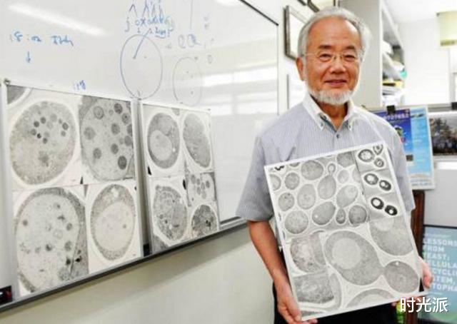 科学家|自己吃掉自己,延长寿命30年:唯一被诺贝奖证实的延寿理论