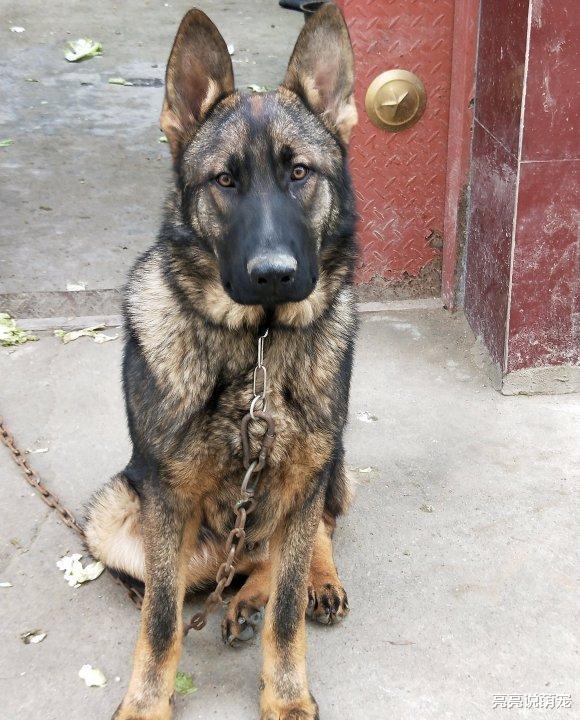 德牧想要“潜逃”，它把狗链子都弄断了，出门时……