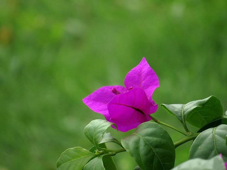 运势|九月份开始,好运临门,大好财富运势,不上班也不差钱的4大生肖