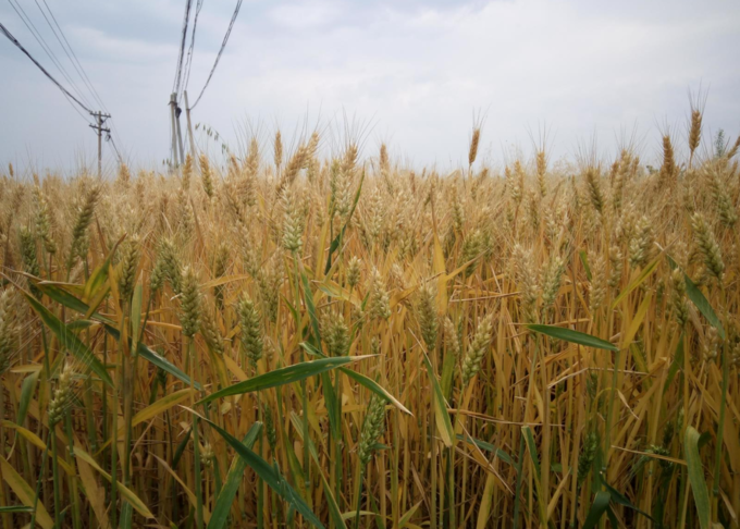 秦岭|秦岭扯袍峪森林公园攻略