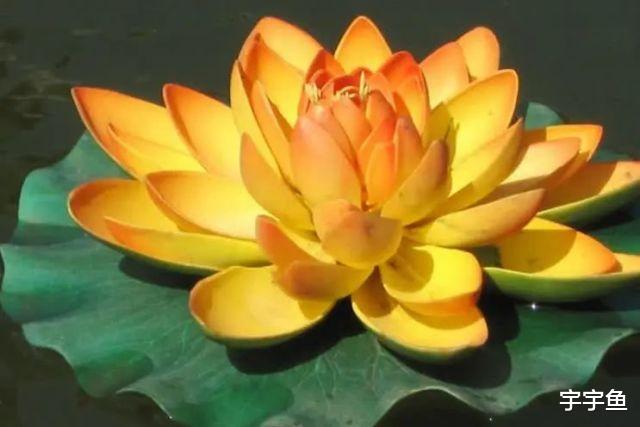 生肖|9月开始八方来财，事业顺，成功逆袭的四大生肖