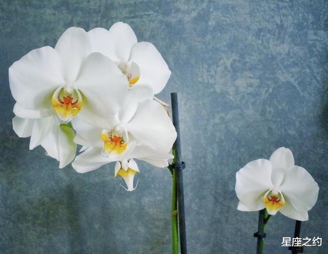 天蝎座|一旦动了真心，就只会宠爱你一人的三大星座