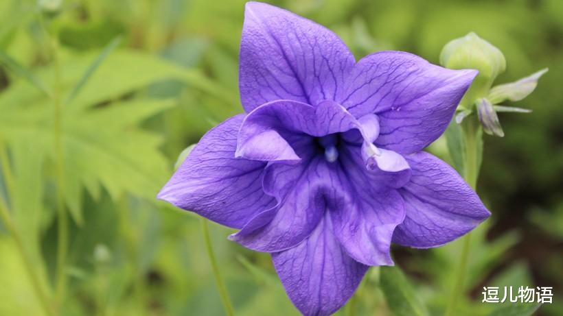 [属蛇]生肖蛇，6月运势一触即发，过上富裕的日子，喜气洋洋