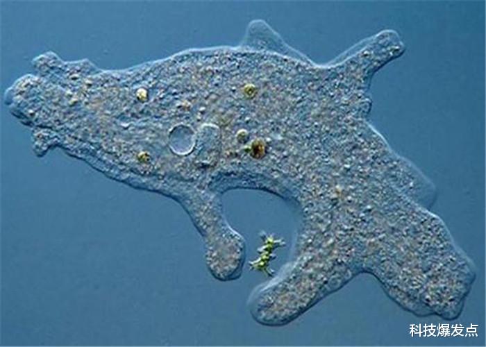 太空@地球上3种不怕核武器的生物，它已经登上太空，成功留在月球上！