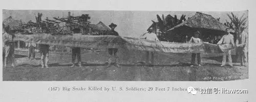 |世界上最长的蛇可以有多长?