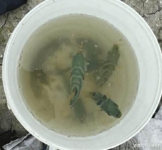 @“今天钓了好多鱼，炖了一大锅真好吃，明天继续...”哈哈哈明天你还在吗？