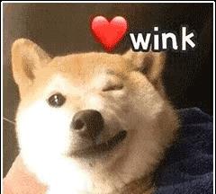 两狗相遇，为什么小型犬叫得比较凶？