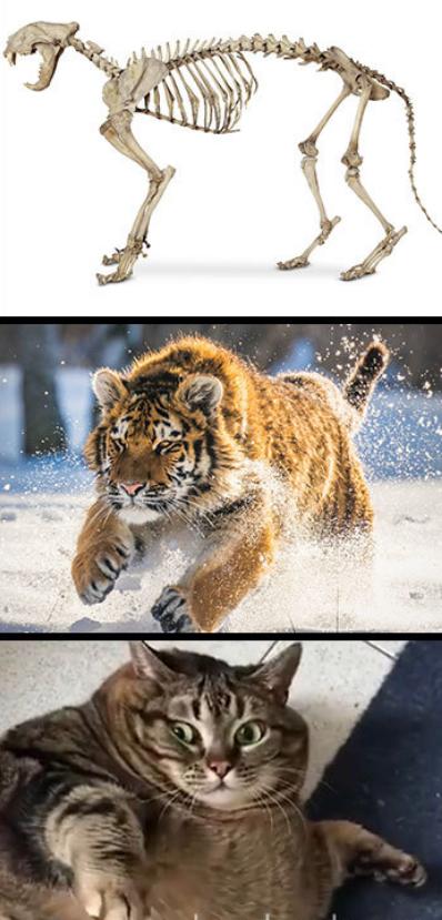 电影|动物的头盖骨是如何欺骗人类的，看完颠覆你的认知观