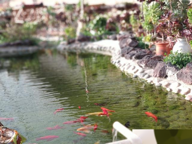 与多肉结缘，城市小伙跑到农村，看他如何建一个多肉花园（一）