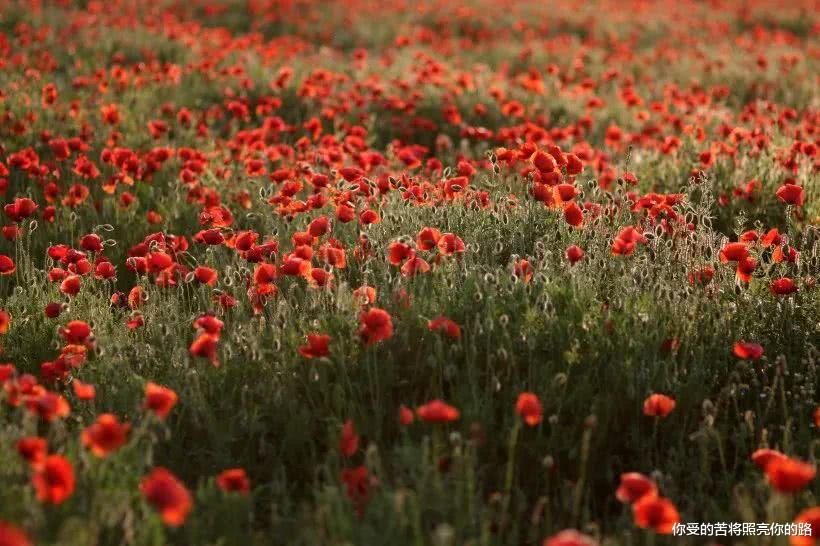 『吉星』未来五个月吉星入命,横财飞入宅门,贵人八方来的四属相